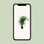 Load image into Gallery viewer, Dypsis lutescens - Ø19cm - ↕100cm