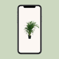 Dypsis lutescens - Ø19cm - ↕100cm