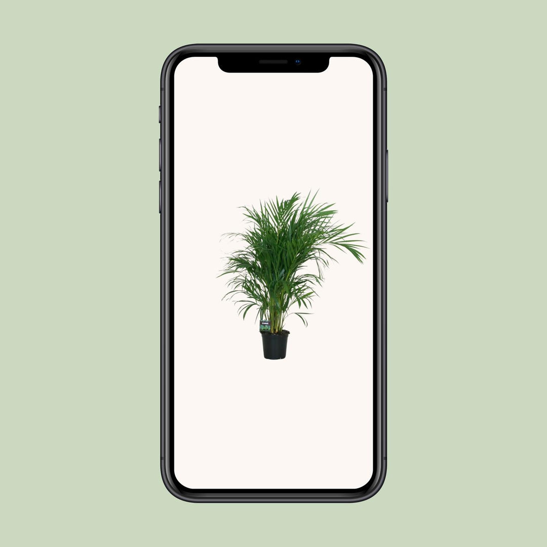 Dypsis lutescens - Ø19cm - ↕100cm