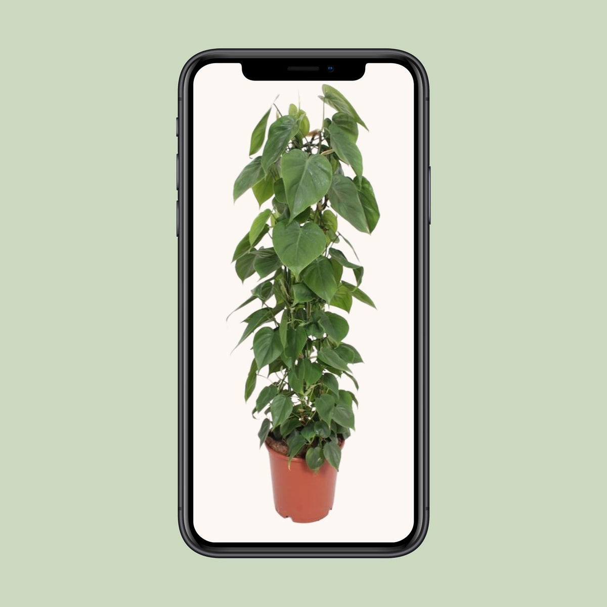 Philodendron scandens - Ø24cm - ↕120cm