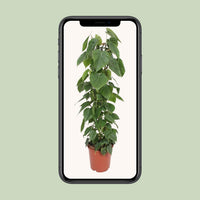 Philodendron scandens - Ø24cm - ↕120cm