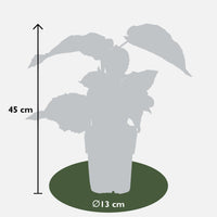Actinidia delciosioa 'Jenny' (Kiwi) - 3 piante - ↨45cm - Ø13