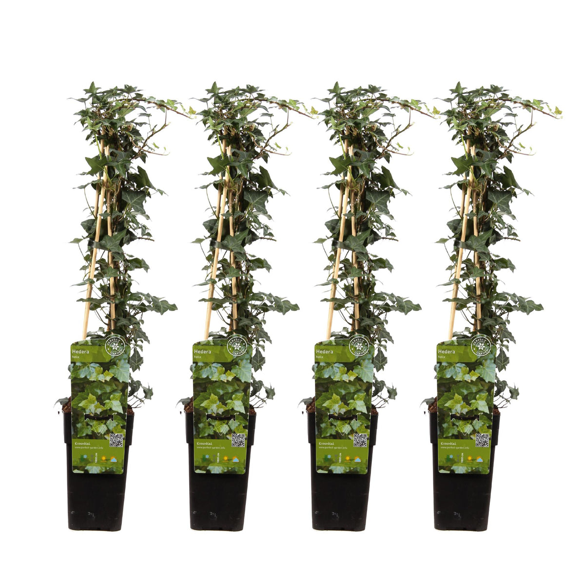 Hedera helix - 4 piante - ↨65cm - Ø15cm