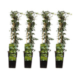 Load image into Gallery viewer, Hedera helix - 4 plants - ↨65cm - Ø15
