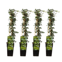 Hedera helix - 4 piante - ↨65cm - Ø15cm
