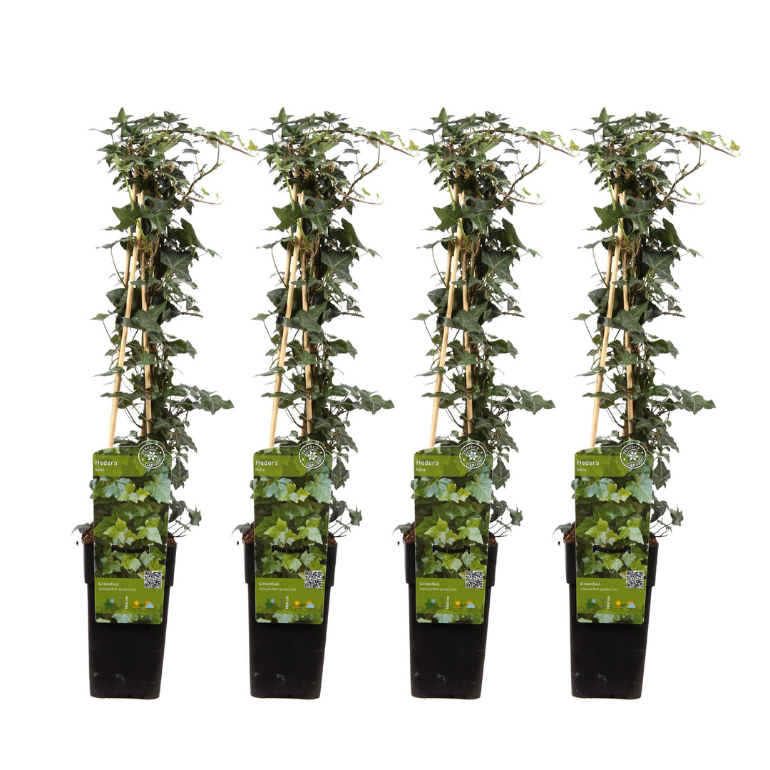Hedera helix - 4 plants - ↨65cm - Ø15