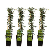 Hedera helix - 4 plants - ↨65cm - Ø15