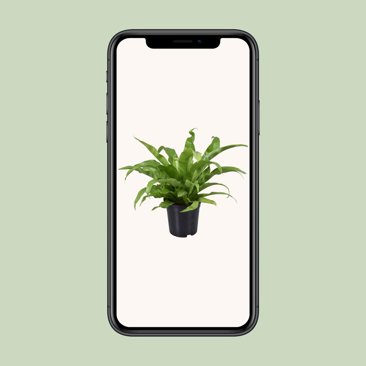 Asplenium antiquum - Ø17cm - ↕45cm