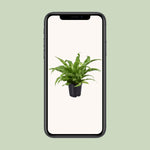 Load image into Gallery viewer, Asplenium antiquum - Ø17cm - ↕45cm