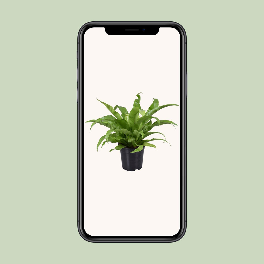 Asplenium antiquum - Ø17cm - ↕45cm