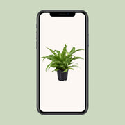 Asplenium antiquum - Ø17cm - ↕45cm