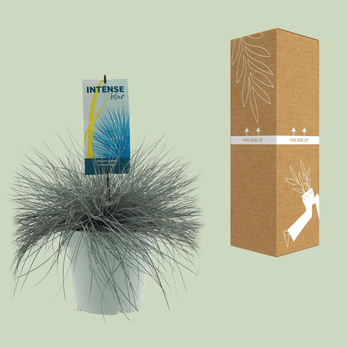 Festuca glauca 'Intense Blue' - Ø23cm - ↕50cm
