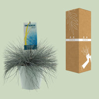 Festuca glauca 'Intense Blue' - Ø23cm - ↕50cm