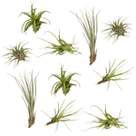 Load image into Gallery viewer, Tillandsia Air mix - 10 Pieces - ø6 - 6 cm
