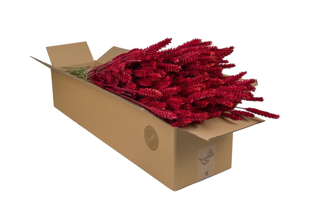 Fiori Secchi – Grano (Triticum) – Rosso – 4 pezzi – ↕60 cm