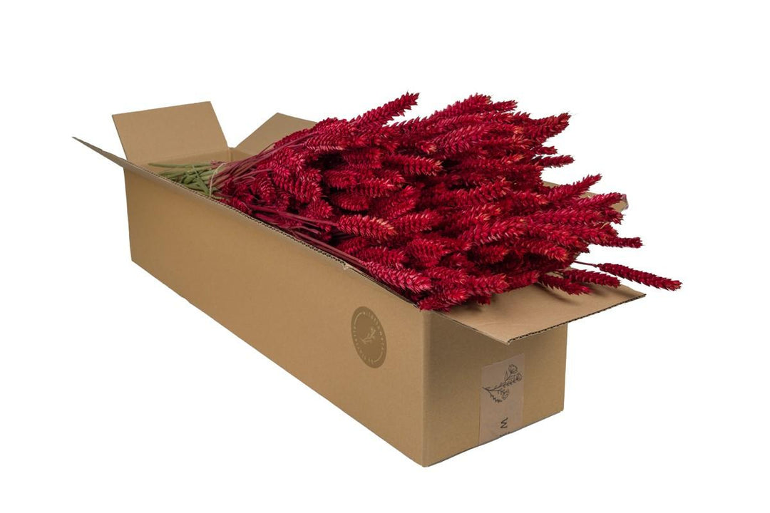 Dried flowers - Tarwe (Triticum) - Red - 4 bushes - ↕60cm
