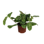 Load image into Gallery viewer, Maranta leuconeura 'Fascinator Variegata' - Ø12cm - ↕30cm