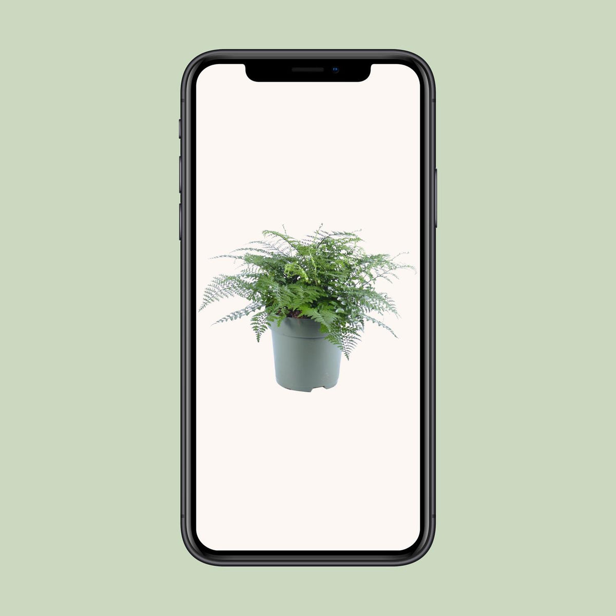 Asplenium parvati - Ø27cm - ↕50cm