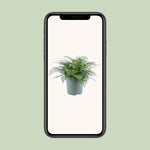 Load image into Gallery viewer, Asplenium parvati - Ø27cm - ↕50cm