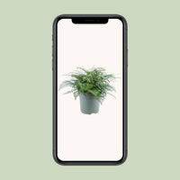 Asplenium parvati - Ø27cm - ↕50cm