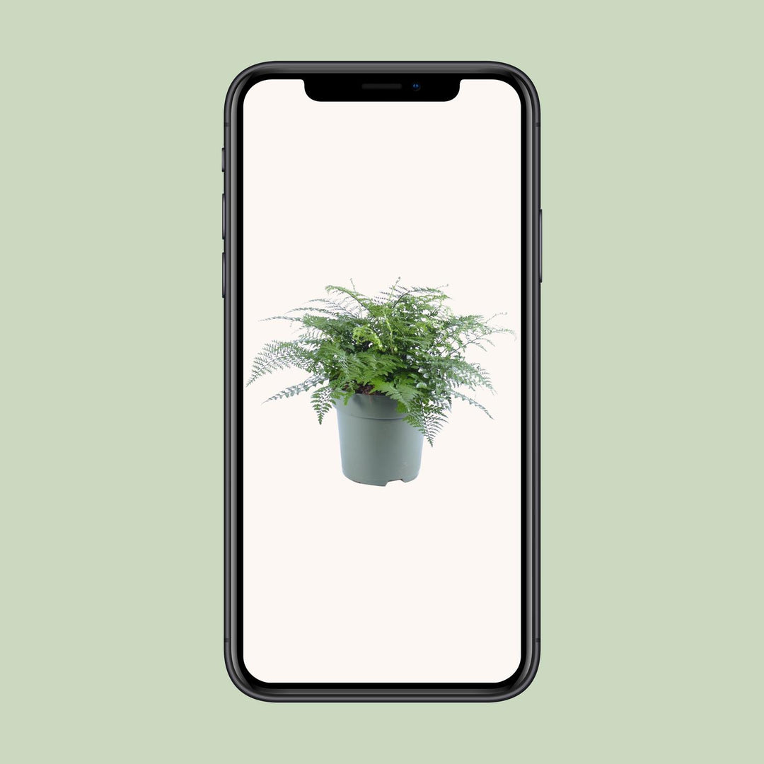 Asplenium parvati - Ø27cm - ↕50cm