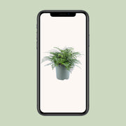 Asplenium parvati - Ø27cm - ↕50cm