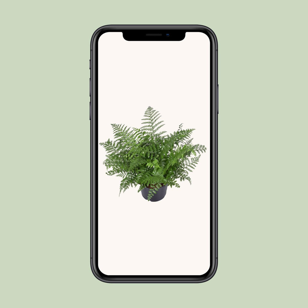 Asplenium parvati - Ø23cm - ↕55cm
