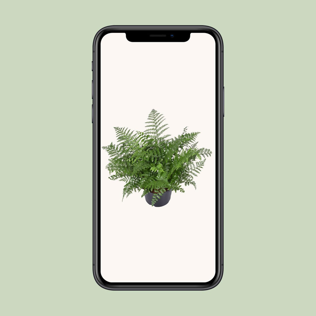 Asplenium parvati - Ø23cm - ↕55cm