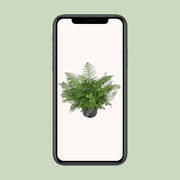 Asplenium parvati - Ø23cm - ↕55cm