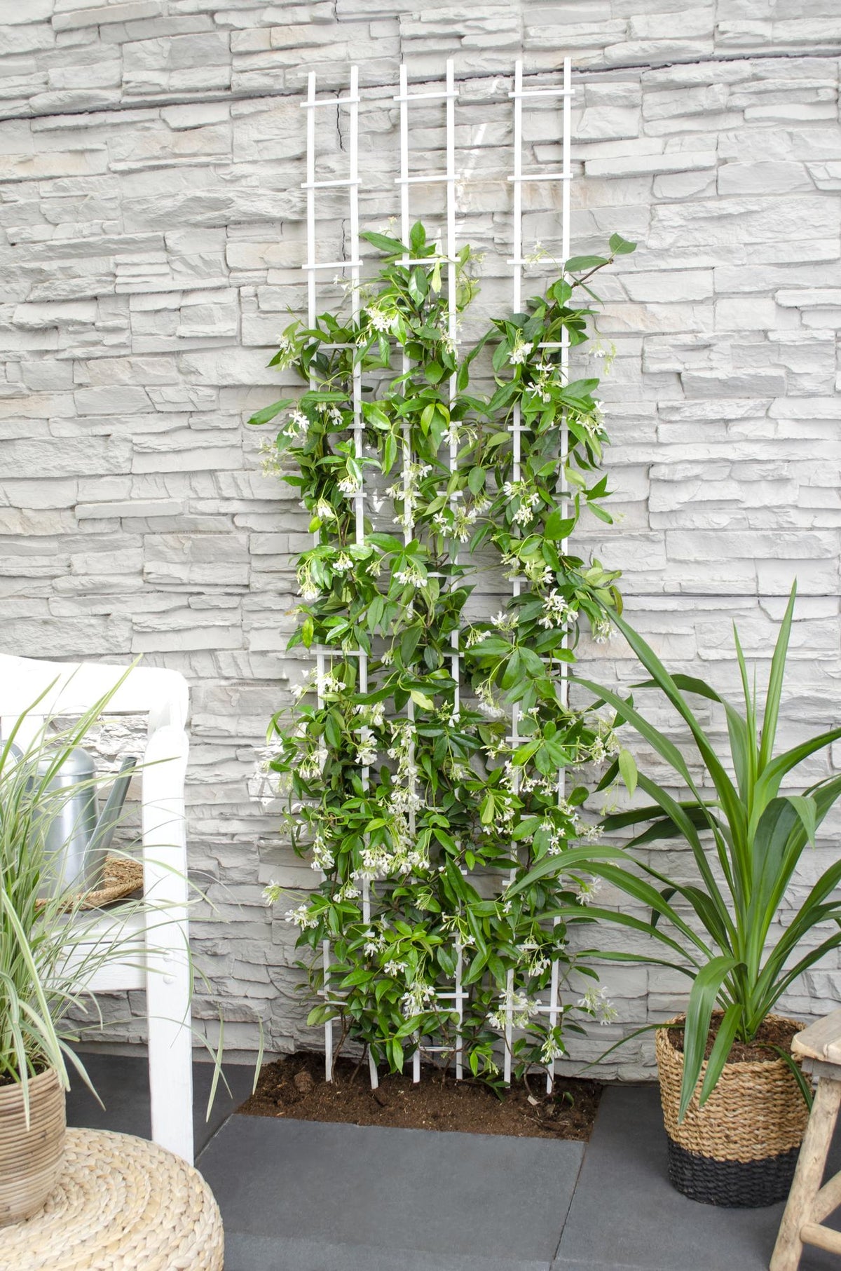 Trachelospermum 'Stella di Venezia' - Ø15cm - ↕65cm