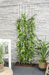Trachelospermum 'Stella di Venezia' - Ø15cm - ↕65cm