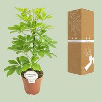 Schefflera compacta 'Nora' - Ø13cm - ↕45cm
