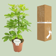 Schefflera compacta 'Nora' - Ø13cm - ↕45cm