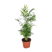 Chamaedorea elegans (Mexican Mountain Palm) - Ø17cm - ↕55cm
