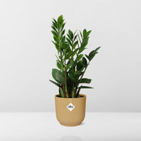 Zamioculcas zamiifolia in vaso ELHO Vibes Fold, Giallo, Ø14cm - ↕45cm