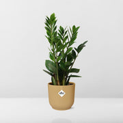 Zamioculcas zamiifolia in ELHO Vibes Fold Pot, Yellow, Ø14cm - ↕45cm