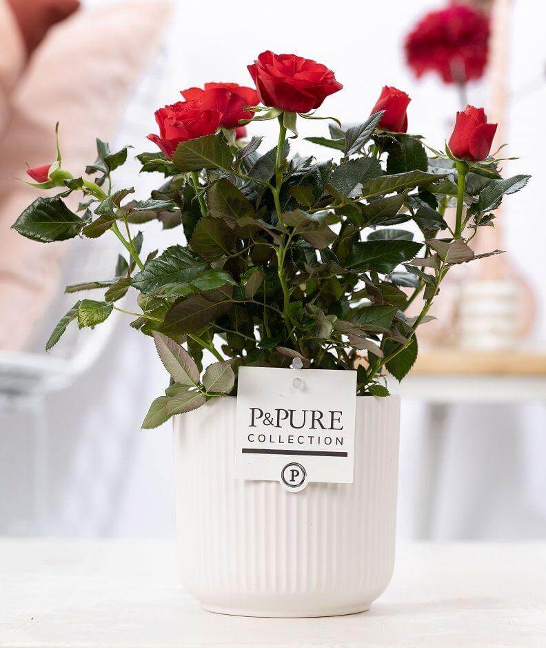 Rosa Red In P&PURE Sophie Ceramics, White - Ø12cm - ↕30cm