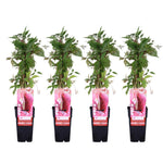 Load image into Gallery viewer, Parthenocissus q. var. &#39;Engelmannii&#39; - 4 plants - Ø15 - ↨65cm
