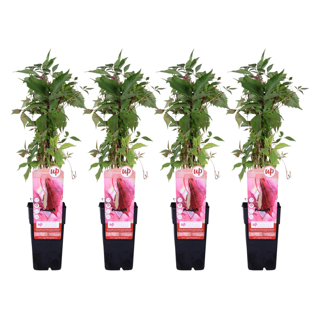Parthenocissus q. var. 'Engelmannii' - 4 plants - Ø15 - ↨65cm