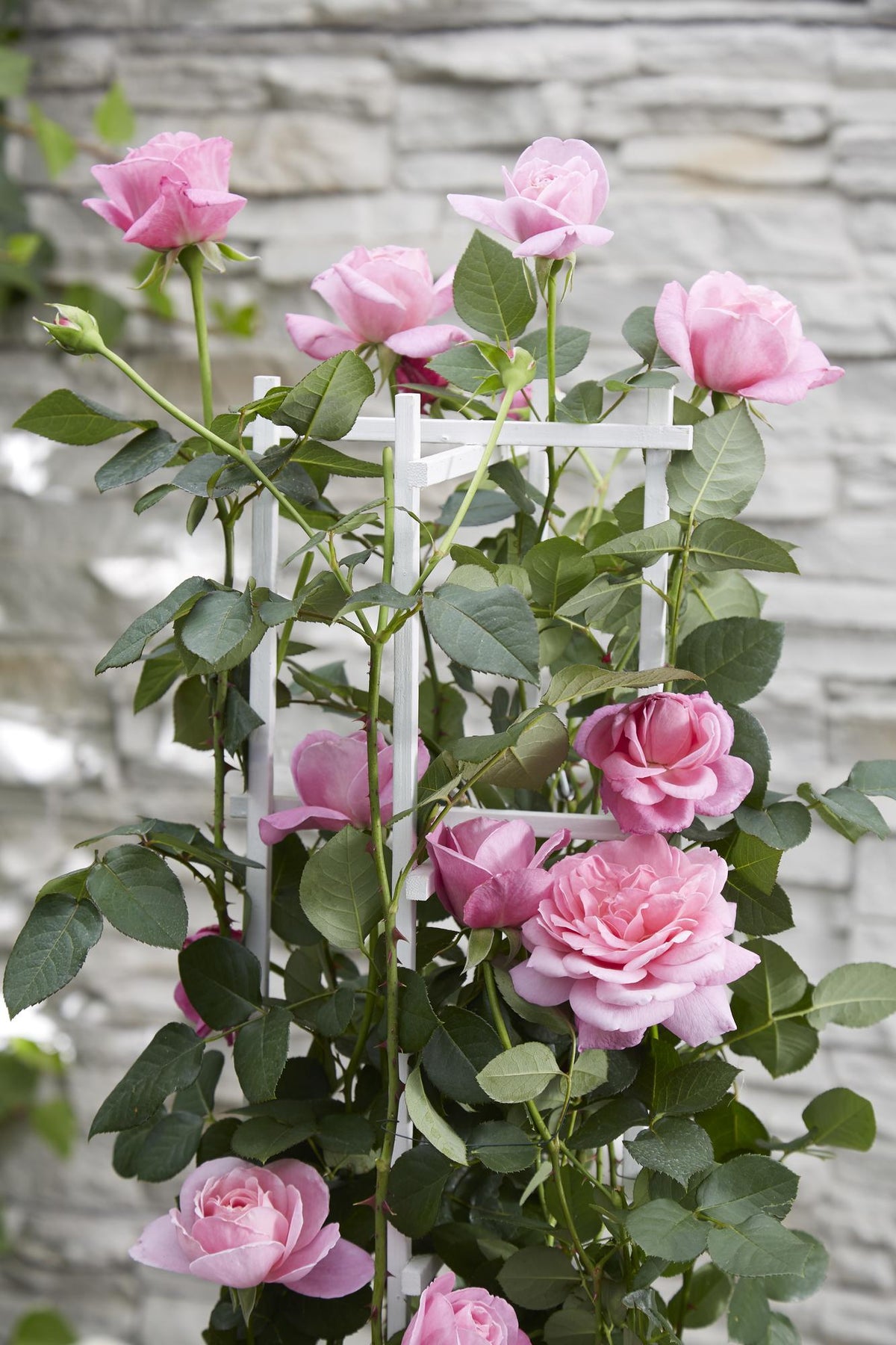 Rosa 'Crazy in love', Rosa - 3 piante - Ø15cm - ↨65cm