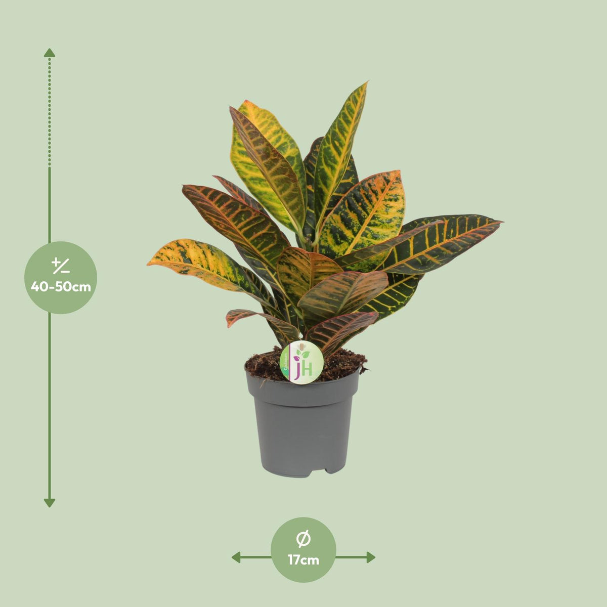 Codiaeum variegatum 'Petra' (Croton) - Ø17cm - ↕45cm
