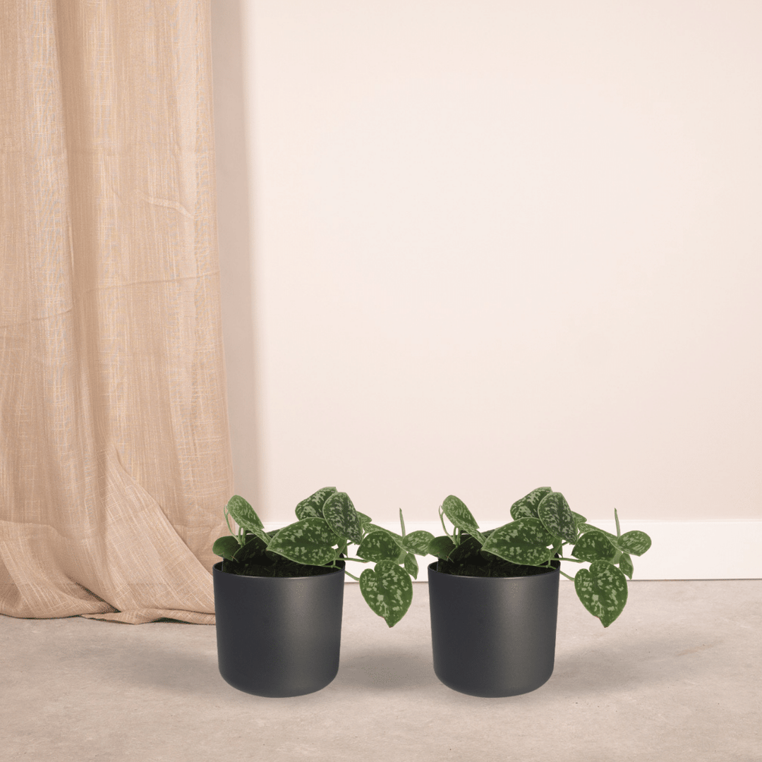 Scindapsus Pictus - Epipremnum - 2 plants - ⌀12 - ↕15cm