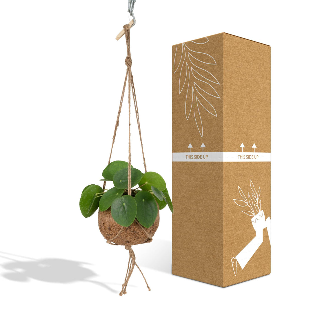 Kokedama Pilea peperomiodes - Ø15cm - ↕20cm