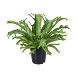 Load image into Gallery viewer, Asplenium nidus 'Crissie' - Ø17cm - ↕40cm