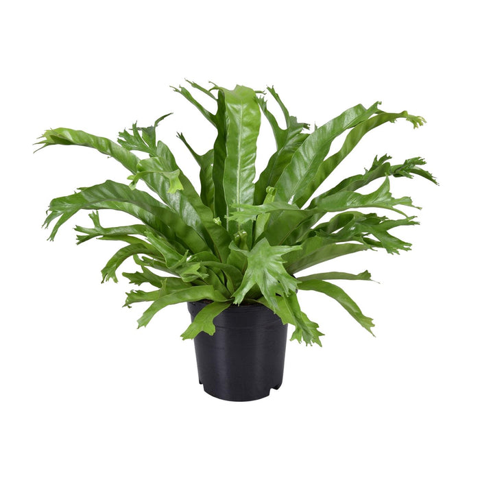 Asplenium nidus 'Crissie' - Ø17cm - ↕40cm