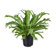 Asplenium nidus 'Crissie' - Ø17cm - ↕40cm
