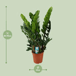 Load image into Gallery viewer, Zamioculcas zamiifolia - Ø21cm - ↕80cm