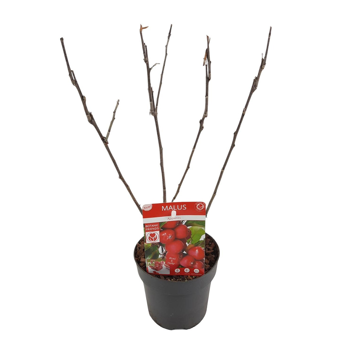 Malus 'Appletini' (Melo da fiore) - Ø13cm - ↕10cm
