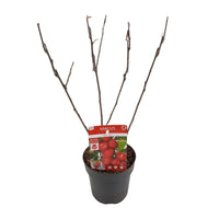 Malus 'Appletini' (Melo da fiore) - Ø13cm - ↕10cm