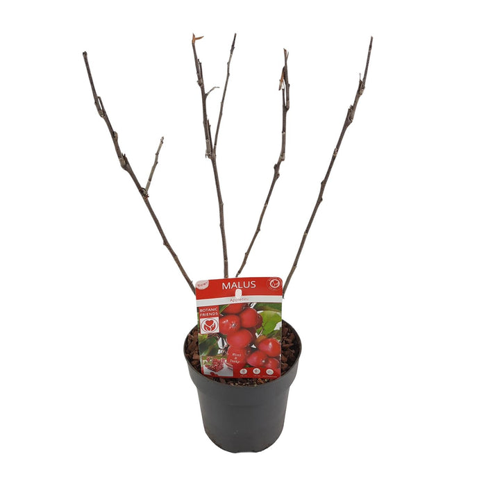 Malus 'Appletini' (Apple Tree) - Ø13cm - ↕10cm